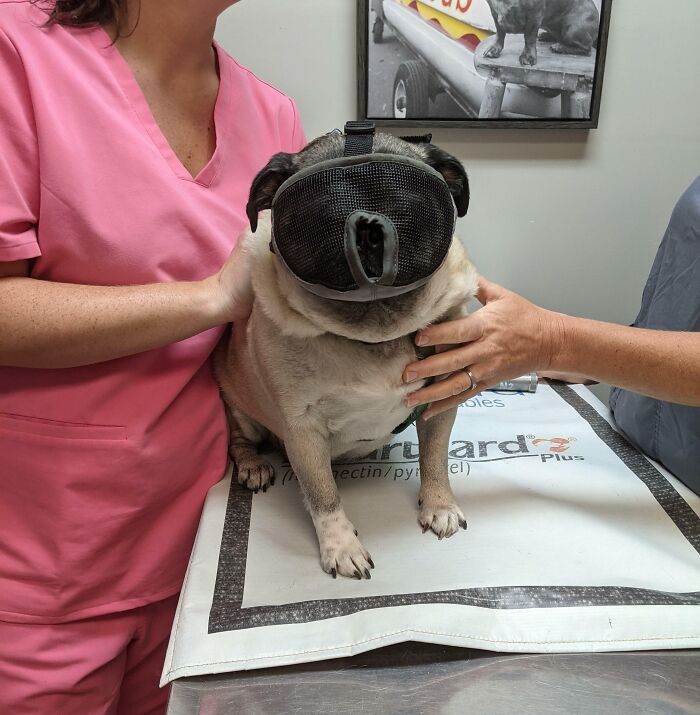 Bob Had A Bad Day At The Vet, So He Had To Wear The Hannibal Mask