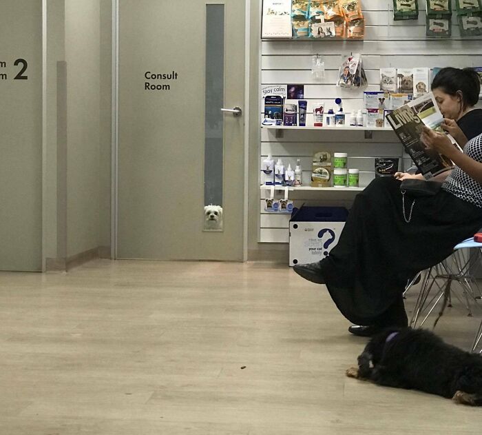 So My Dog Had To Go To The Vet Today