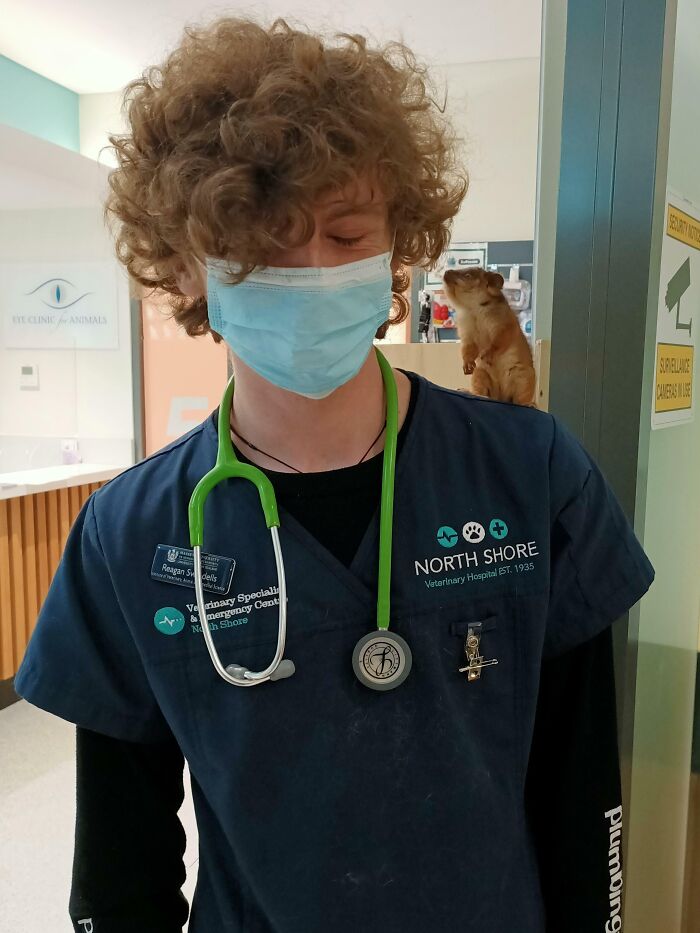 My Friends And I Saved A Baby Ring Tail Possum! Here's Her With The Vet