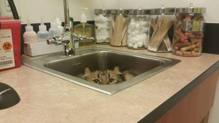 The Vet Thought We Came In Without Her