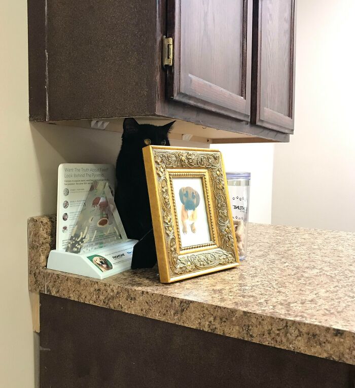 Trip To The Vet. She Thinks We Can’t See Her