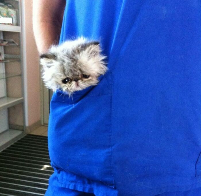 My Wife Is A Vet, And This Little Buddy Was Traveling Around The Clinic With Her Like This