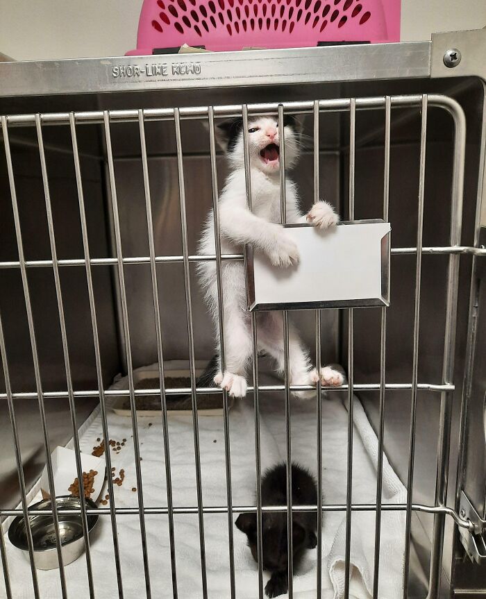 Someone Dropped Off Some Found Kittens. I'm Calling Him Cow