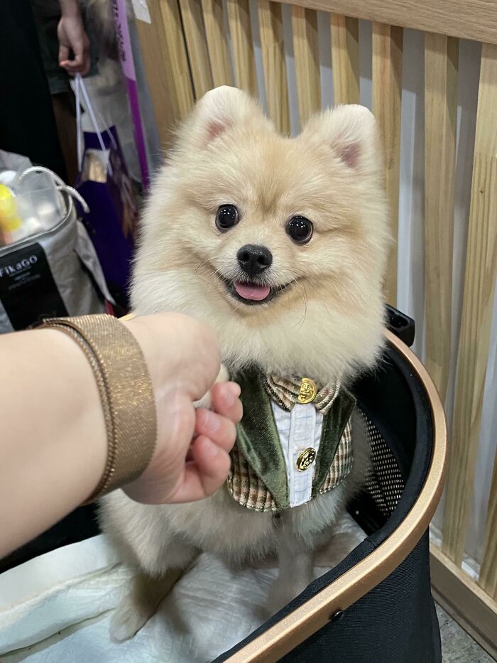 Warm Greetings From Ambassador Of Pomland