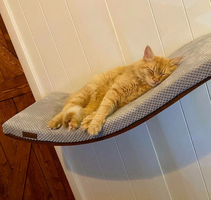 The New Shelf Bed Is A Win