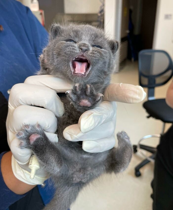 Shelter Vet Tech, How I Feel Waking Up For Work Every Day During Kitten Season