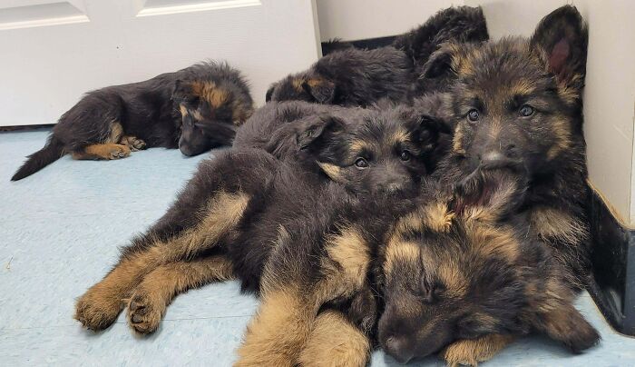 In Case Y'all Need Some Stress Relief