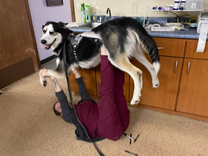 My Sister Is A Vet Tech And Took My Dog With Her To Work, I Asked Her How He Was Doing And She Sent Me This