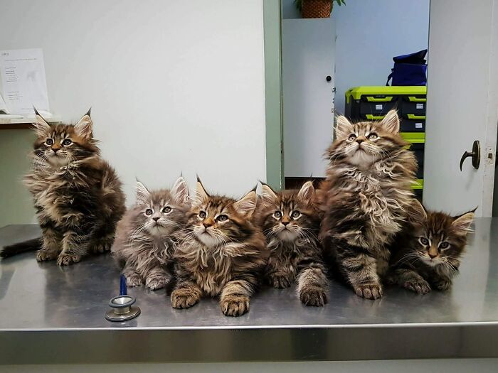 9-Week-Old Maine Coon Kittens, Waiting For Their Vet Check