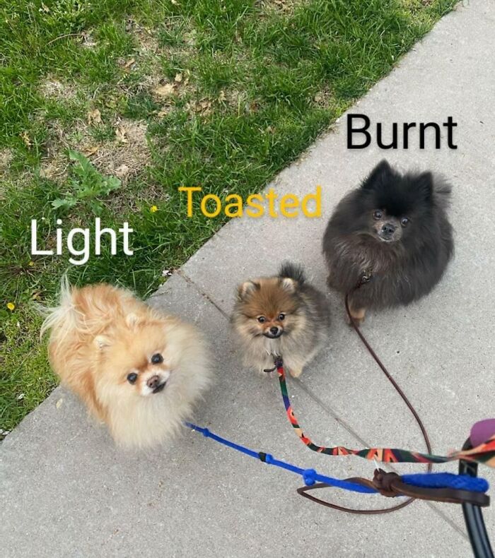 How Do You Like Your Pom Toasted?