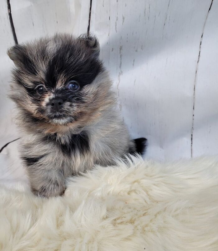 This Little Boy Will Be Joining Our Family This Weekend!