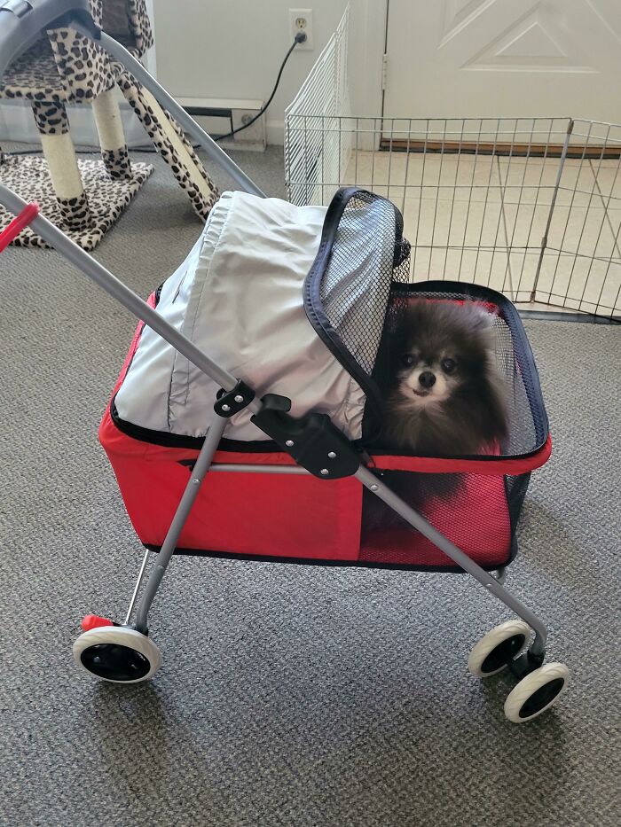 Got My Old Lad A Stroller!