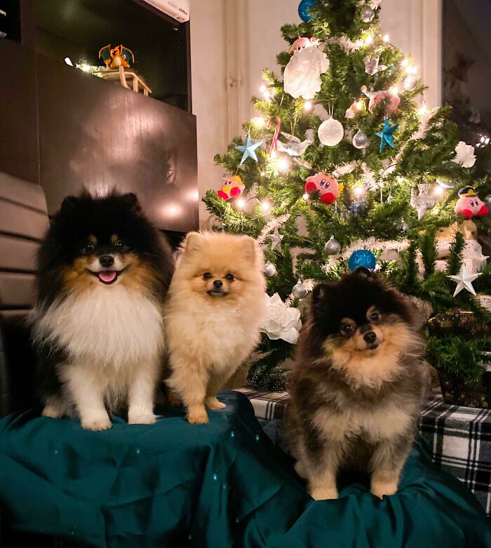 My Boys! It Wasn’t Easy Getting Them Nicely In The Same Picture