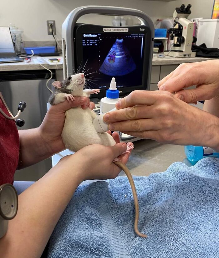 This Rat Getting An Ultrasound