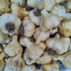 michaeljazdyk avatar