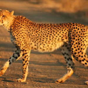 hadizahcoulibaly avatar