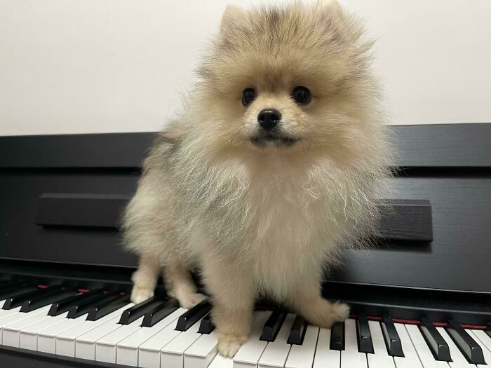 Just Learned A New Trick