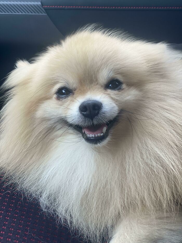 How Can Something Be So Cute?