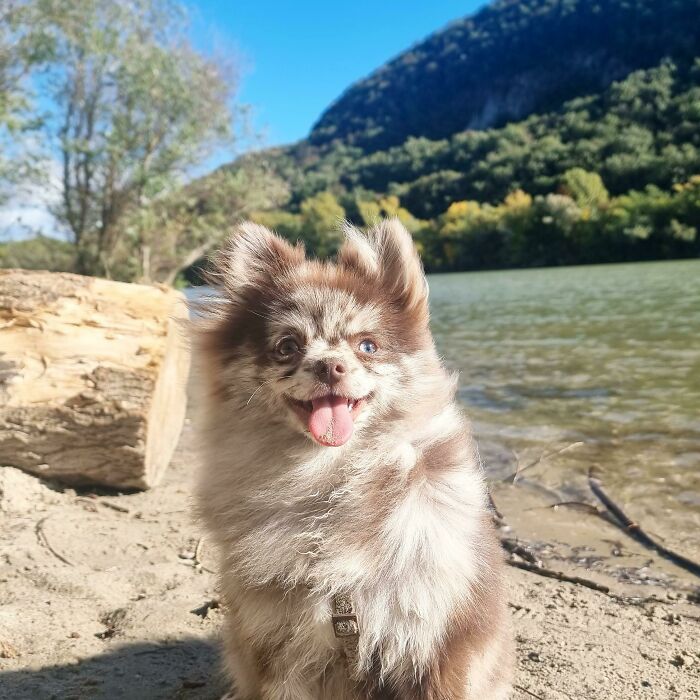 Toffee Loves To Be Outside!