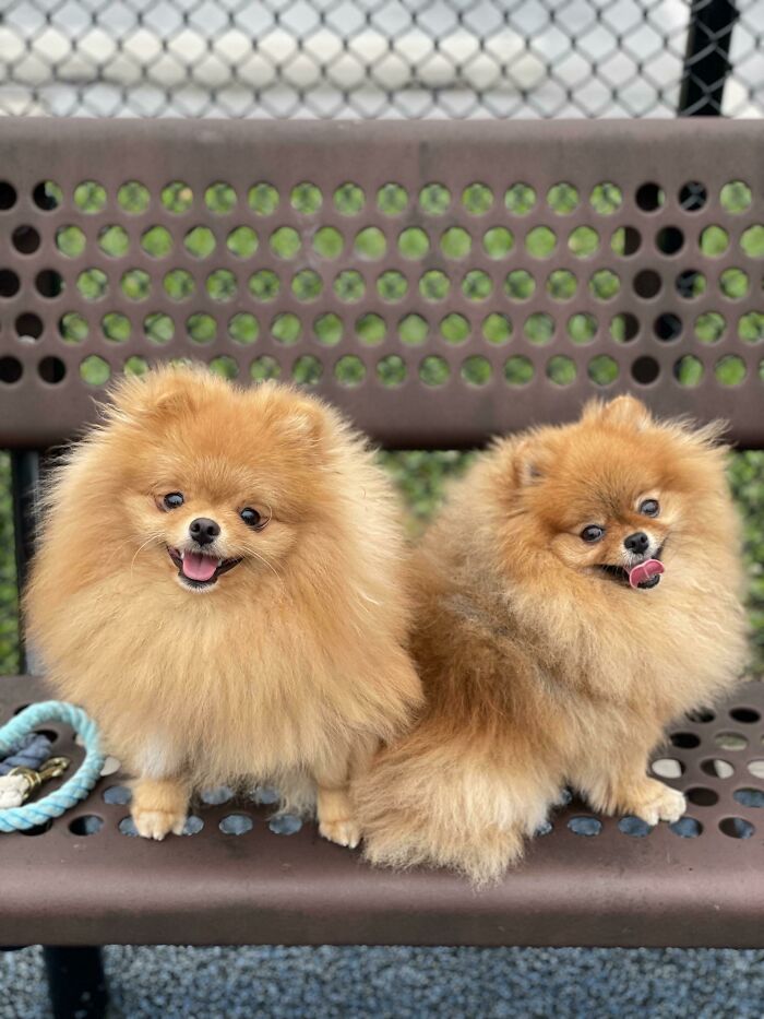 Smiling Little Furballs