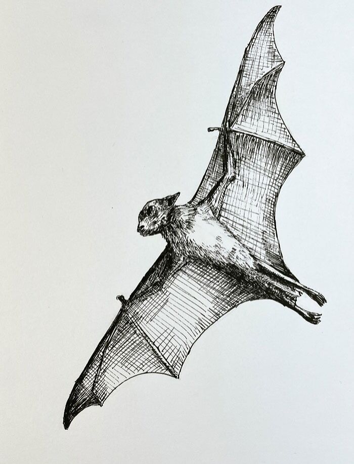 Ink drawing of a bat in flight, showcasing drawing prompts for creative inspiration.