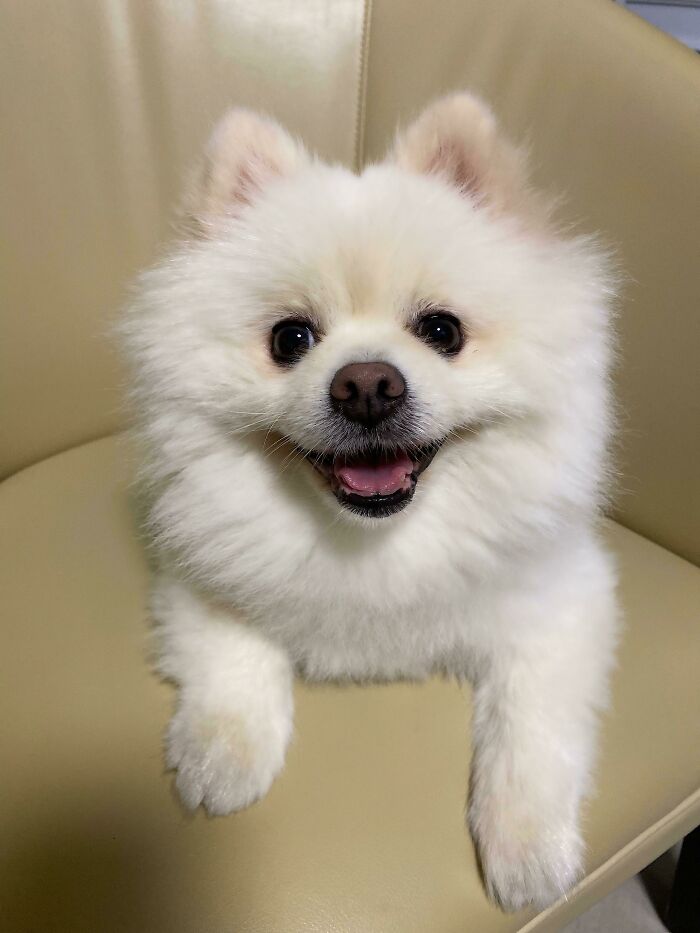 I’m The Goodest Boy