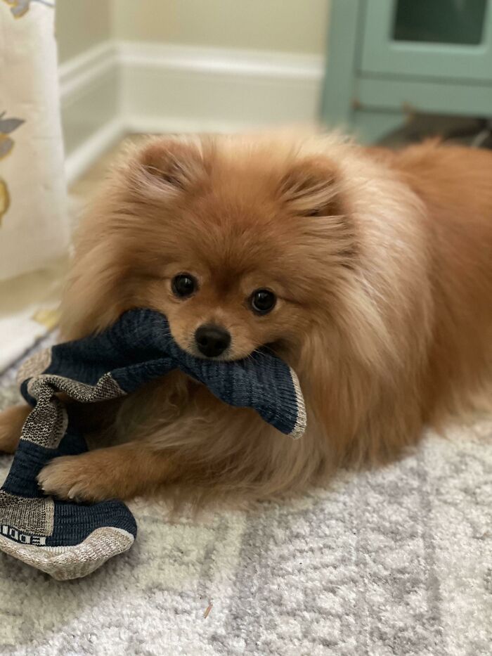 I Like To Chew On Stinky Socks Whenever Possible
