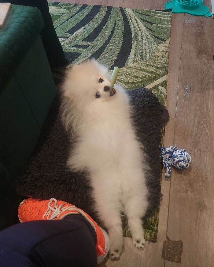 Ashie, Lord Of Sassy