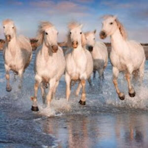 summerwarsitz avatar