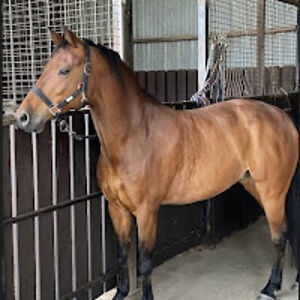 maddisonsmith_1 avatar