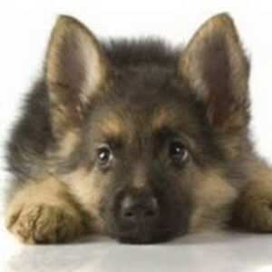 robertbradley_1 avatar