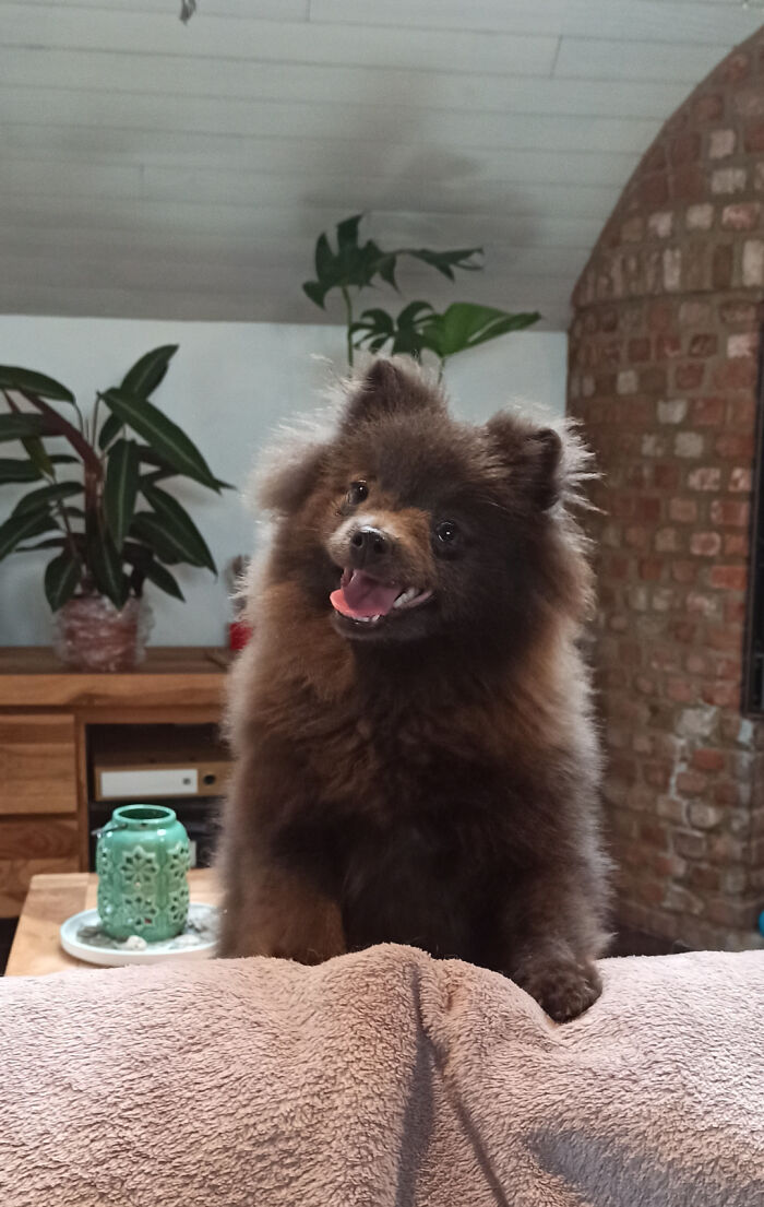 Our New Family Member!