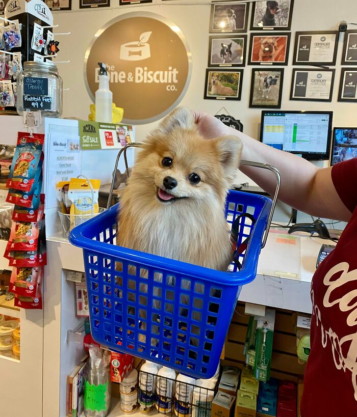 Can I Interest You In A Basket Of Wonton?