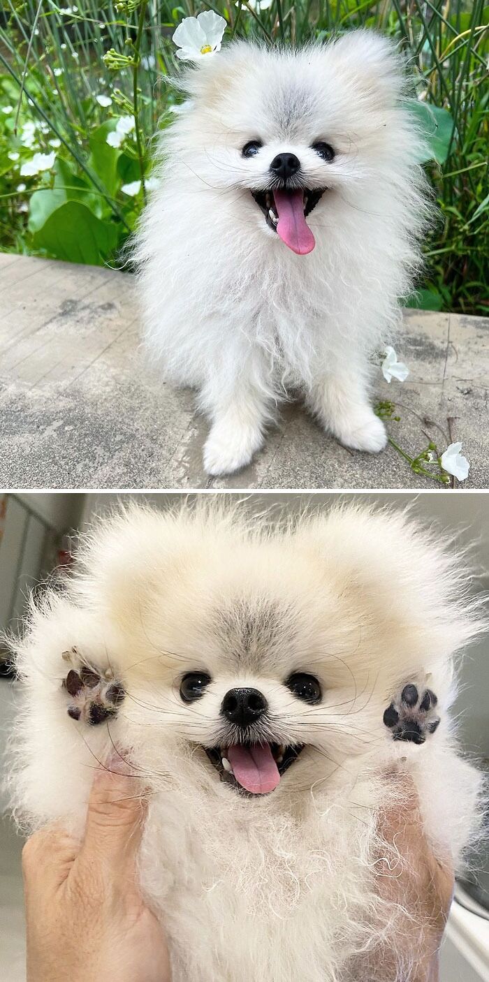 Pixxel The Pomeranian