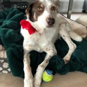 angel_ashtonwalters avatar