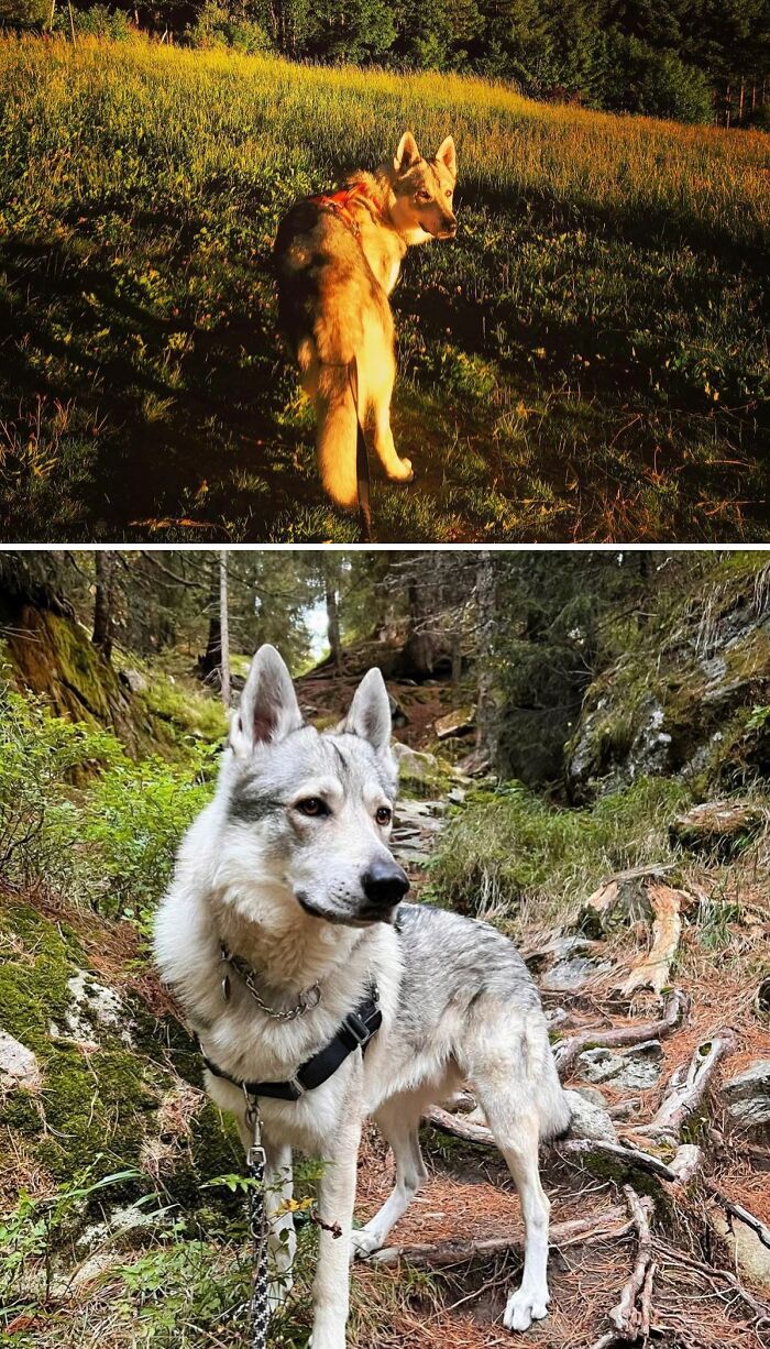 Happy Birthday Flake, 2 Years! Here's To Another Adventurous Year With You