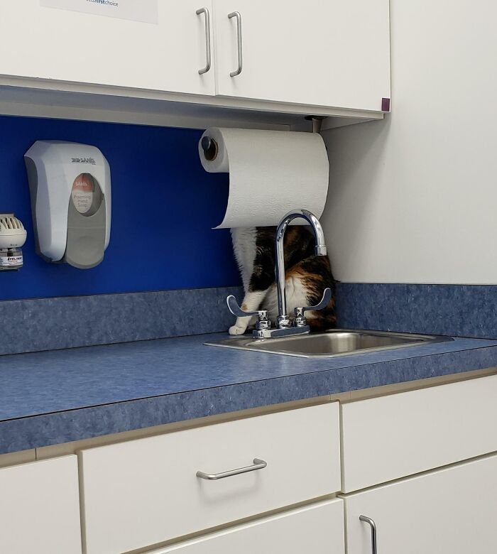 The Vet Will Never Find Her