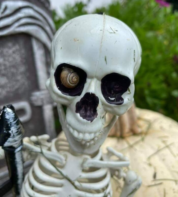My Friend Found This Snail Chilling In Her Halloween Decoration