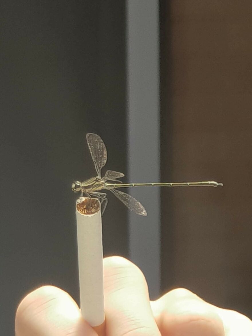 Dragonfly Landed On My Cigarette Before I Began Smoking It