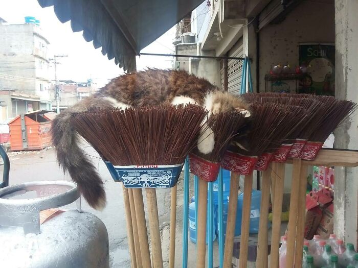 My Girlfriend's Cat Sleeping On Top Of The Brooms In Her Family's Shop