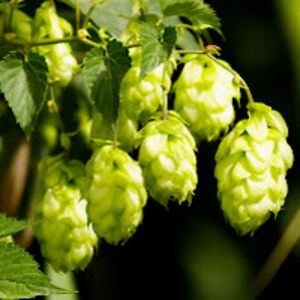 matthewholt_3 avatar