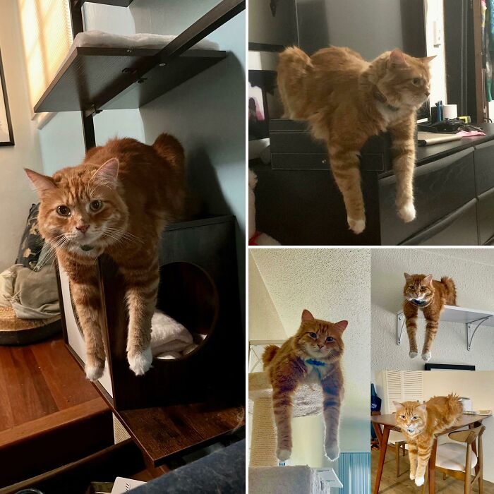 Update: We Moved, He's Lost Some Chonk, But Its Still His Favorite Sitting Position