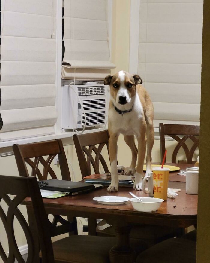 I Can’t Leave This Idiot Anywhere