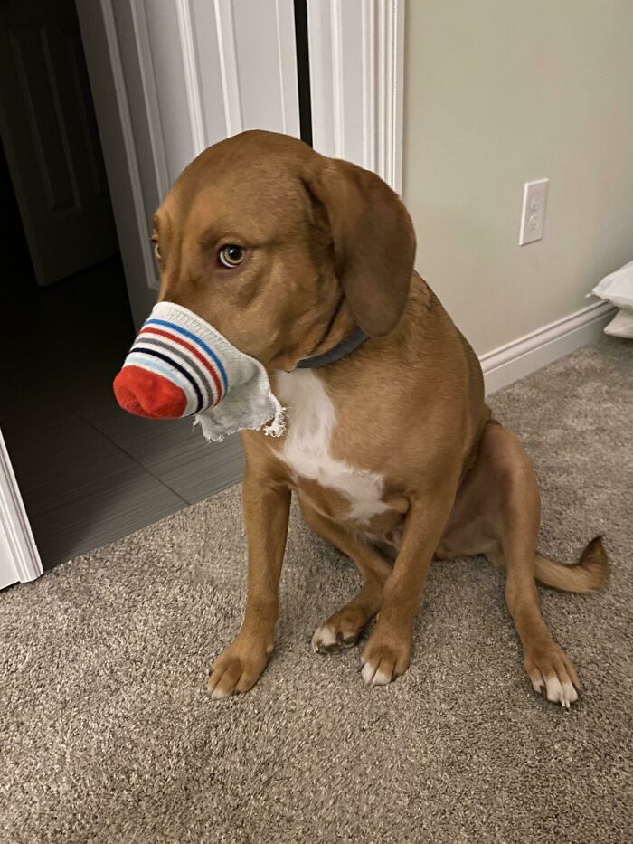 He Who Eats The Sock, Wears The Sock