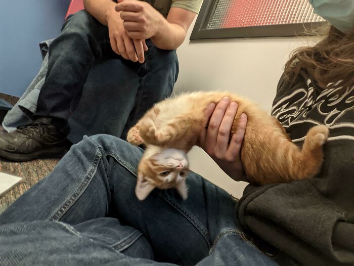 Visited The Local Animal Shelter Today - I Desperately Wanted To Take This Floppy Boy Home!