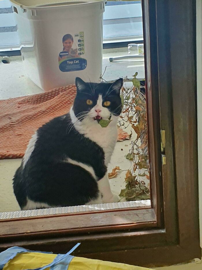 He Does Not Understand How I Know He Was Eating The Plants