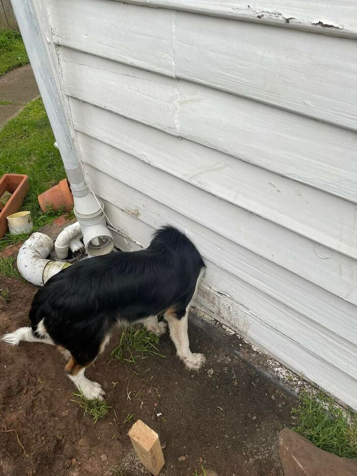 My Friend's Dog, Atlas, Wanted To See The Bathroom Renovations From A Different Angle