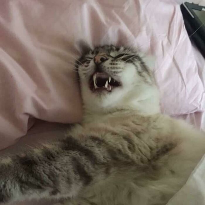 Velcro Snoring His Head Off