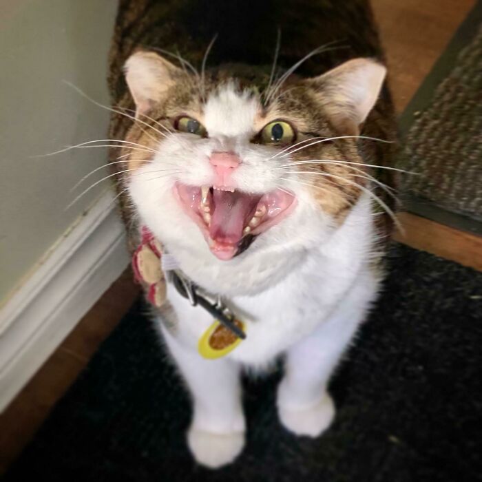 My Cat, Pepper Informing Me That It Will Soon Be Her Dinner Time