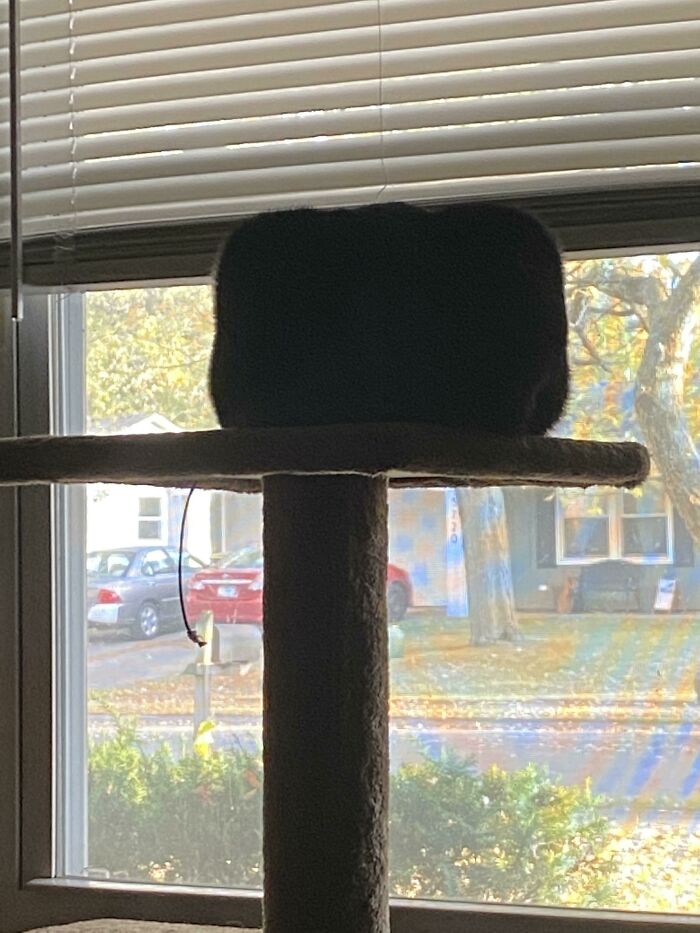 My Thick Cat Has Gone Beyond The Limits Of Loaf, And Now Has Become Cube!